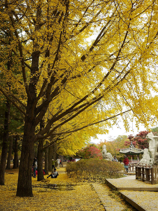 Autumn in Nami - Autumn in my heart