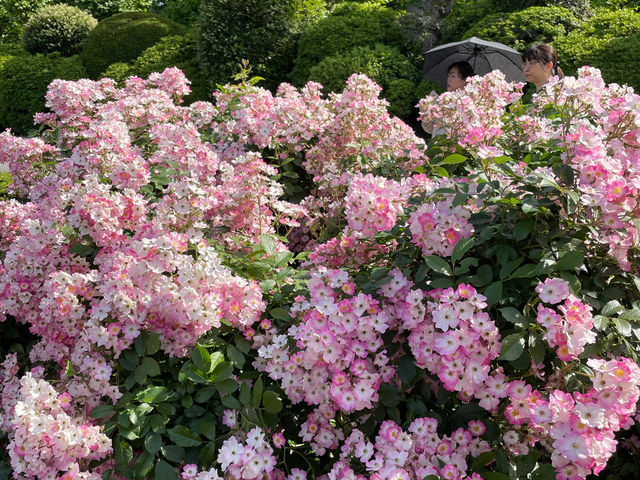 Shinjuku Gyoen National Garden: A Serene Oasis Amidst the Urban Jungle