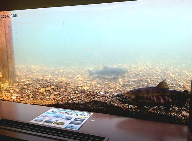 【サケのふるさと 千歳水族館:北海道千歳市】鮭などの淡水魚を見れる珍しい水族館🐧