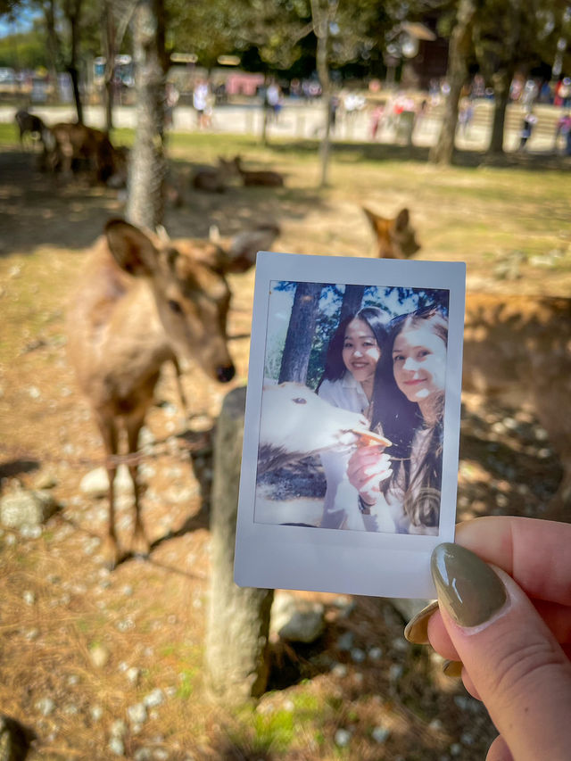 【奈良】鹿と大接近🦌鹿に襲われないコツ！