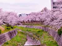 【愛知】春爛漫!!! ピンクの世界に飛び込もう🌸