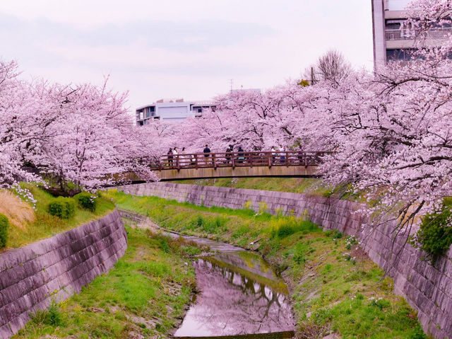 【愛知】春爛漫!!! ピンクの世界に飛び込もう🌸