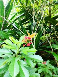 Hidden Gem Sembawang Hot Spring Park