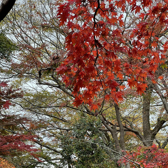 【静岡】日本で最も遅い紅葉🍁🍂