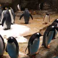 Ocean park Hong Kong :love aquatic wildlife begins with me