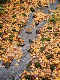 【ここ行って】本当は教えたくない🙅1230年の歴史あるお寺で見る穴場の紅葉🍁