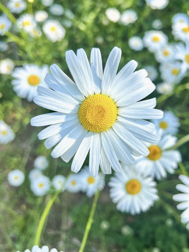 오두막과 데이지로 예쁜 천안의 카페💖