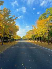🍂福岡賞花賞銀杏必去的公園！