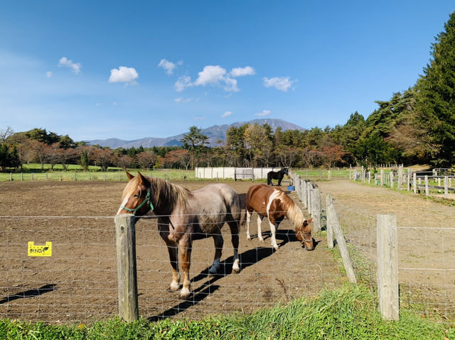 小岩井で乗馬体験！