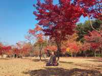 韓國賞秋🍂南怡島浪漫島嶼