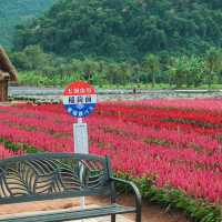 Hokkaido Flower Park Khaoyai