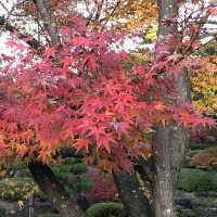 🇯🇵【島根県】由志園！！紅葉シーズンが更に美しい✨