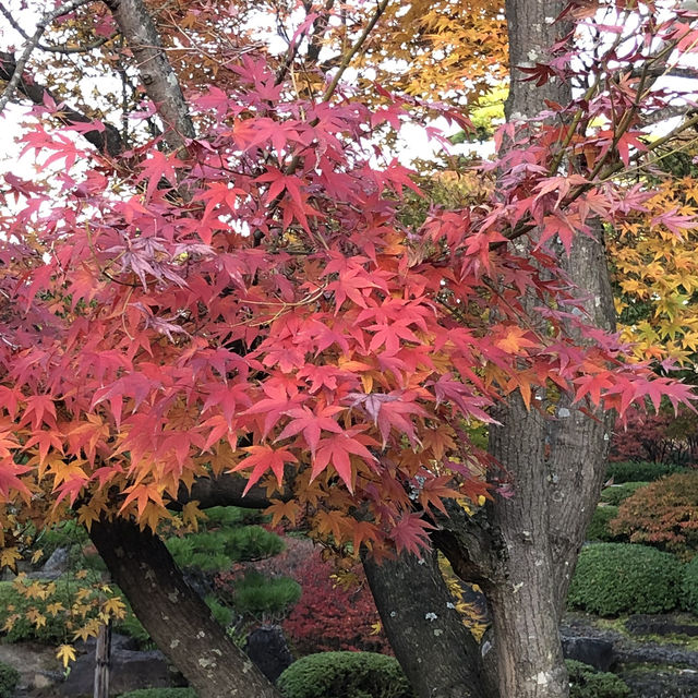 🇯🇵【島根県】由志園！！紅葉シーズンが更に美しい✨