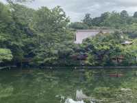 【吉祥寺🇯🇵】井の頭恩賜公園🦢🌳