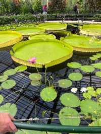 Kew Gardens: Where Outdoor Adventure Blooms