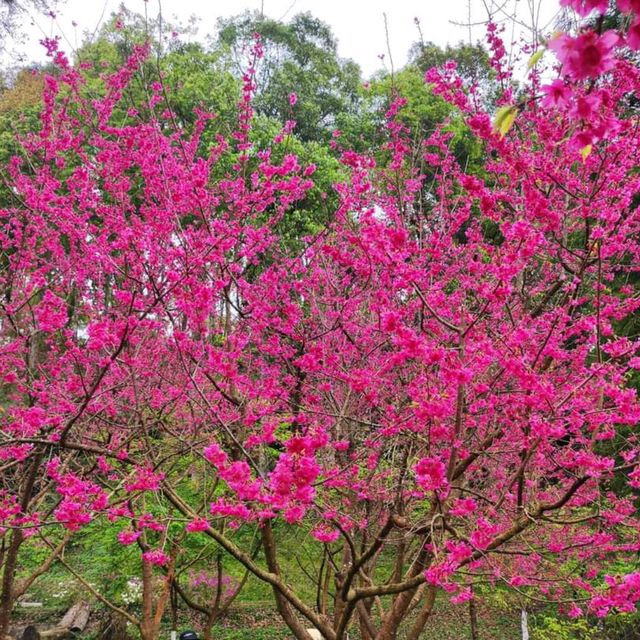 หนาวนี้ ปีใหม่นี้ ไปชมซากุระ ให้โลกเป็นสีชมพู