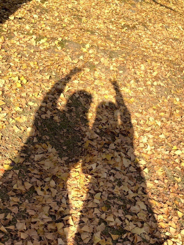【奈良】銀杏も紅葉も見れる、おすすめの紅葉スポット