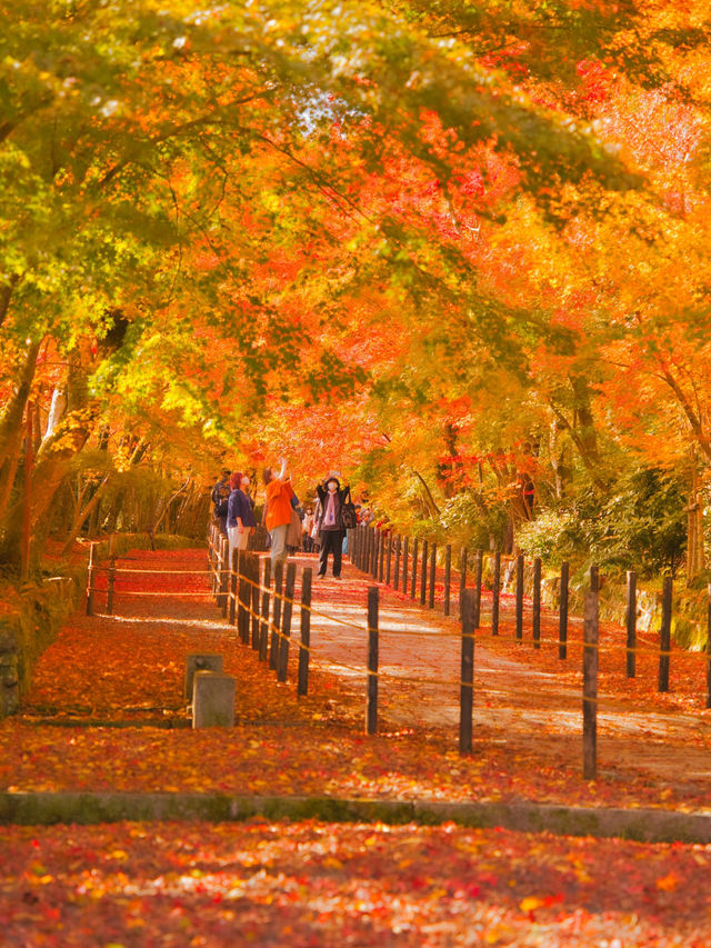 【紅葉特集】一度は行きたいもみじのトンネル参道🍁花手水などもある紅葉スポット✨