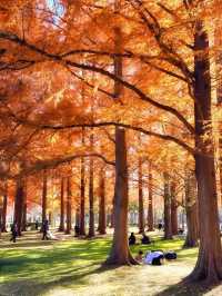景點推薦：水元公園——東京秘境紅葉地