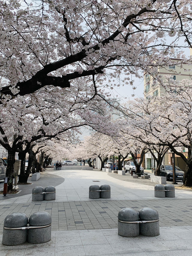 Jinhae: A Romantic Sakura Wonderland in Full Bloom