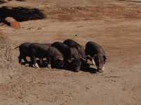 มูลาอิ ขุนเขาแห่งศรัทธา 