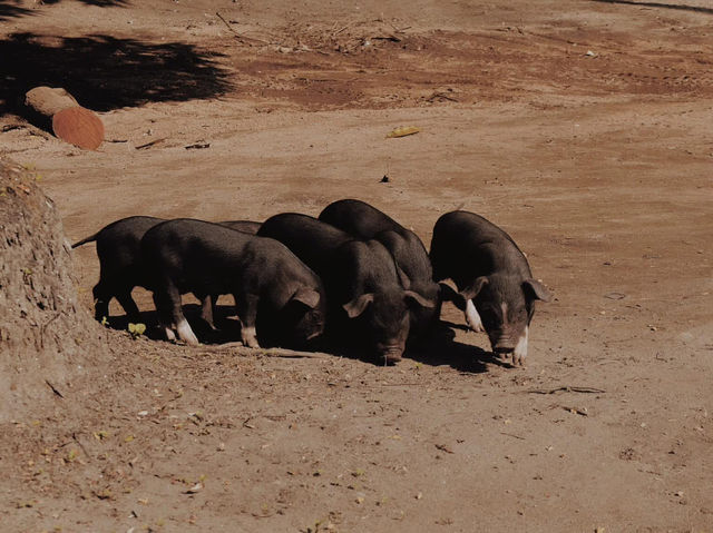 มูลาอิ ขุนเขาแห่งศรัทธา 