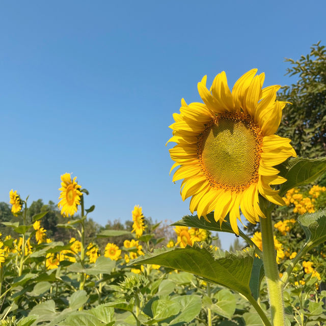 🌻ทานตะวันบานแล้วที่กาญจนบุรี