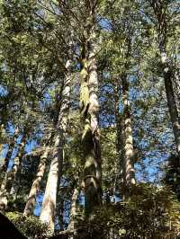 【最強のパワースポット×三峯神社】で2025年のスタートを・・