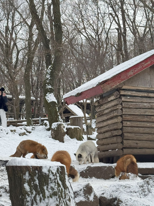 Feeling Foxy at Zao Fox Village