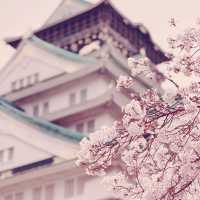 大阪城公園，活出生命櫻花