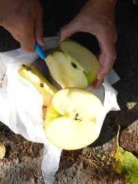 【長野】話題の新スポット🍎リンゴ農園×ピクニック🧺