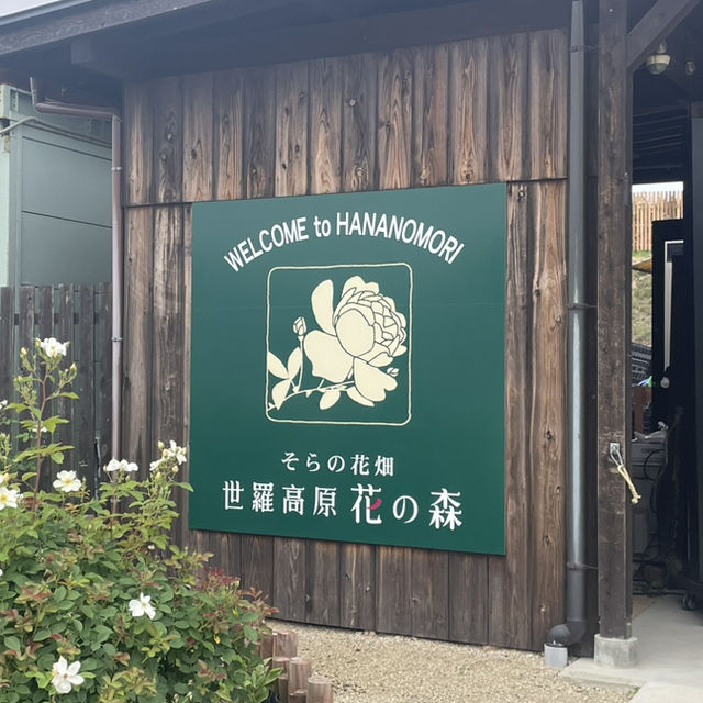 【広島県】世羅高原 花の森！イングリッシュローズ🌹