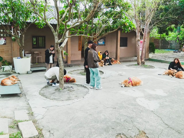 新竹｜超萌寵物餐廳竟然有11隻黃金獵犬！