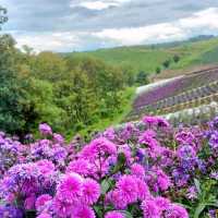 Hydrangea Hill @ Khao Kho