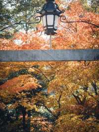 🍁 秋の柳谷観音で癒しのひとときを 🍁