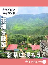 【紅茶の街を旅行】マレーシア旅で楽しみたい紅茶農園散歩！