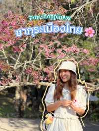 ซากุระ เมืองไทย 🌸✨
