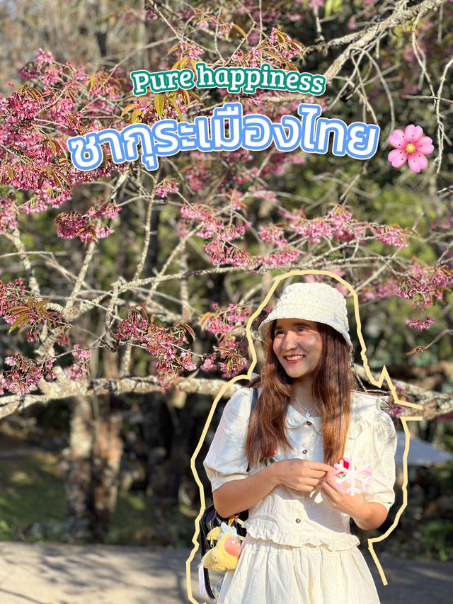 ซากุระ เมืองไทย 🌸✨