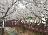 🇰🇷 釜山必去的鐵路賞櫻景點🌸