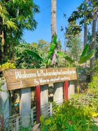 Maerim Elephant Sanctuary 