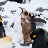 🇯🇵Asahiyama zoo