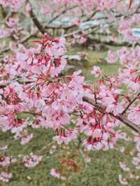 ชมดอกซากุระบาน 🌸 รับวาเลนไทน์กัน