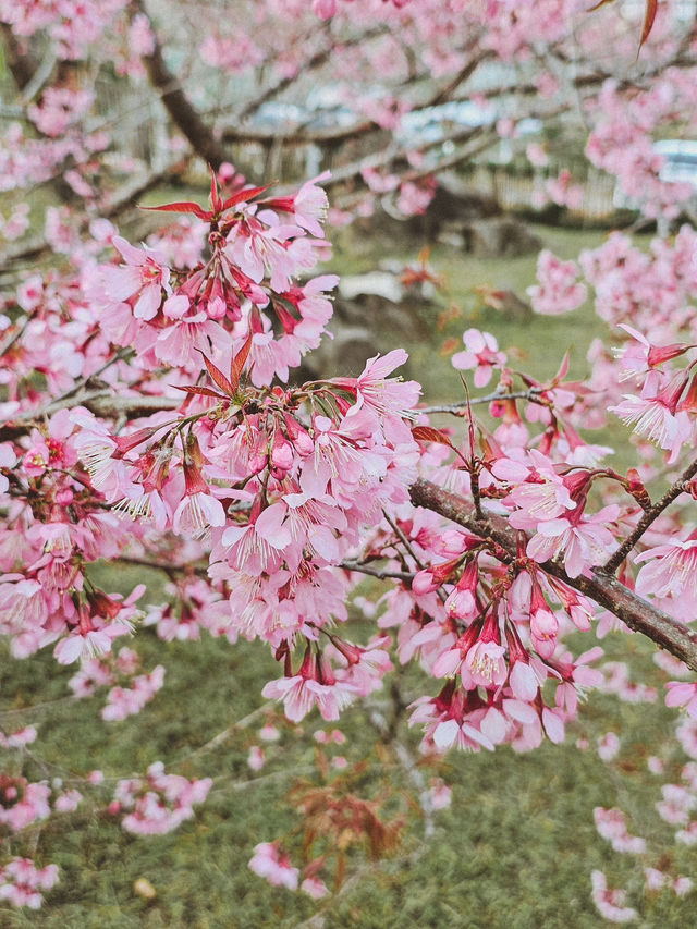 ชมดอกซากุระบาน 🌸 รับวาเลนไทน์กัน