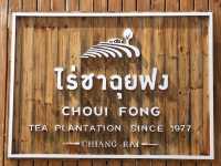 ไร่ชาฉุยฟง 🍵