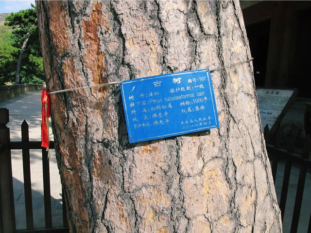 Foguang Temple Shanxi