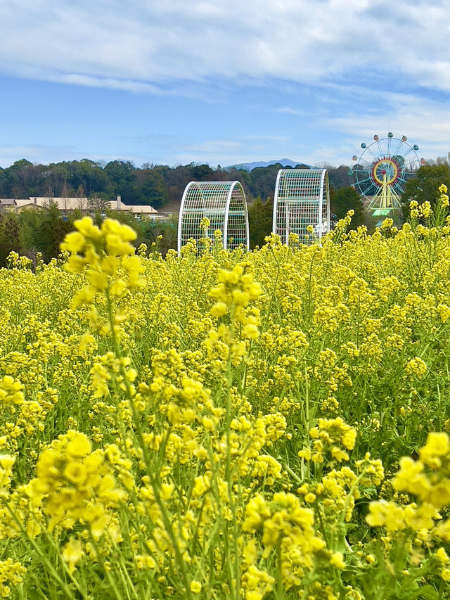 大阪 ❤︎ 甲子園球場の8倍もある公園のお花畑💐💛 