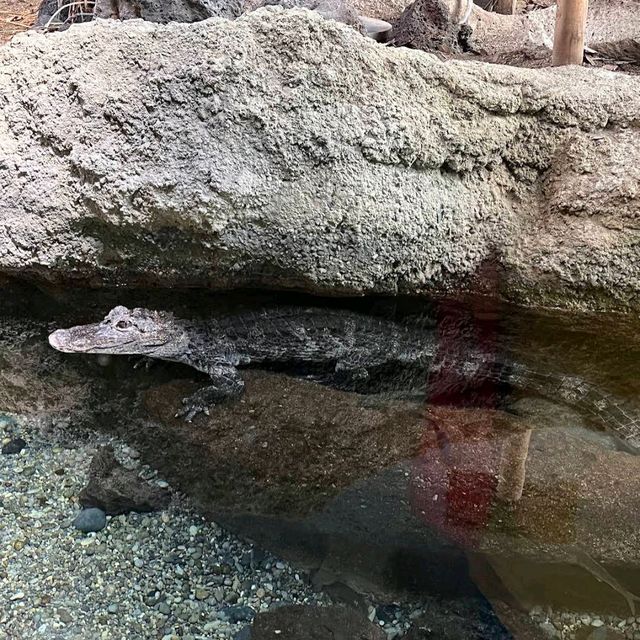 Tennoji Zoo (天王寺動物園) – A Relaxing Family-Friendly Attraction