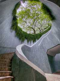 Fort Canning Tree Tunnel 📸🌿