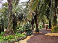 An enchanting palm forest in Jeju, Sangari Palm Forest