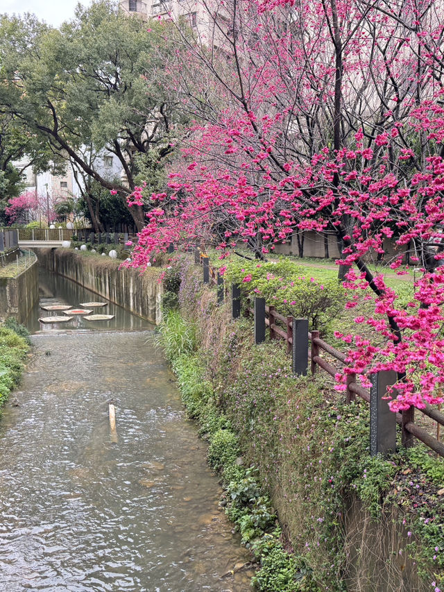 中壢莒光公園｜市區賞櫻花🌸的好地點｜寵物友善景點